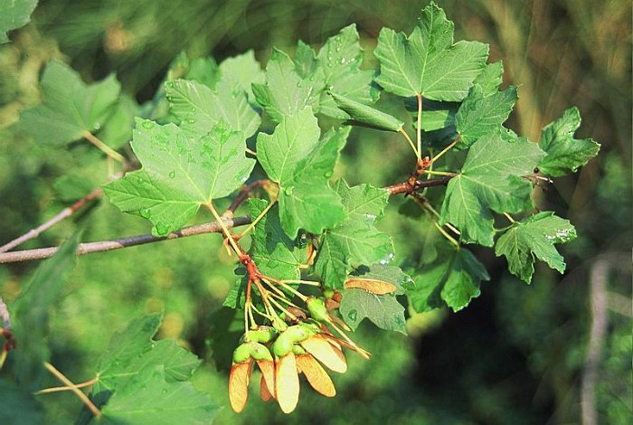 Acer granatense  -  SUB-ENDEMISMO IBERICO